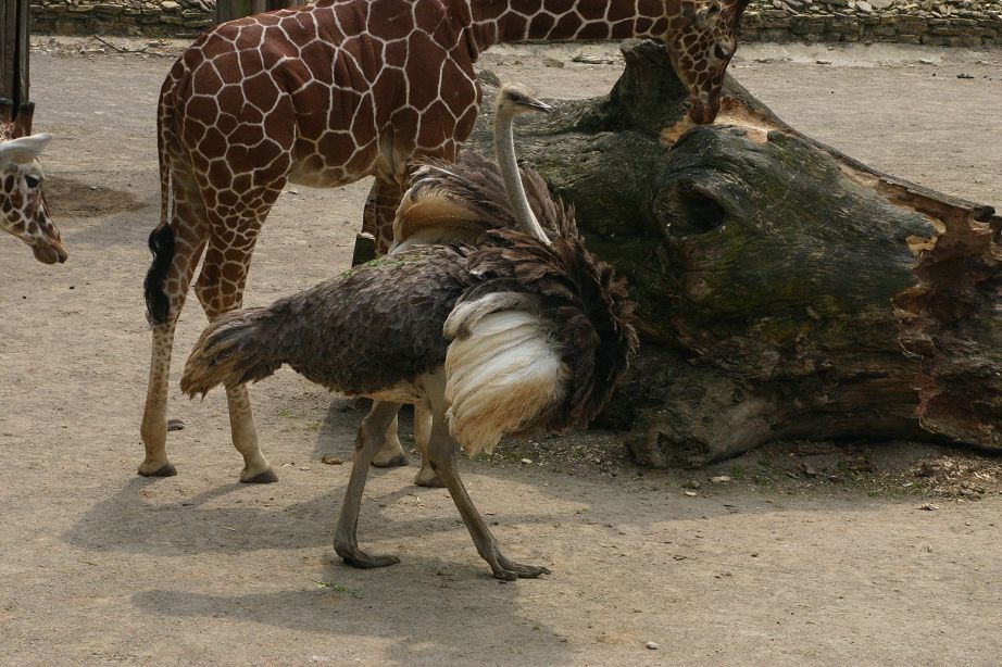 2011040701151167_k-Zoo 010.jpg